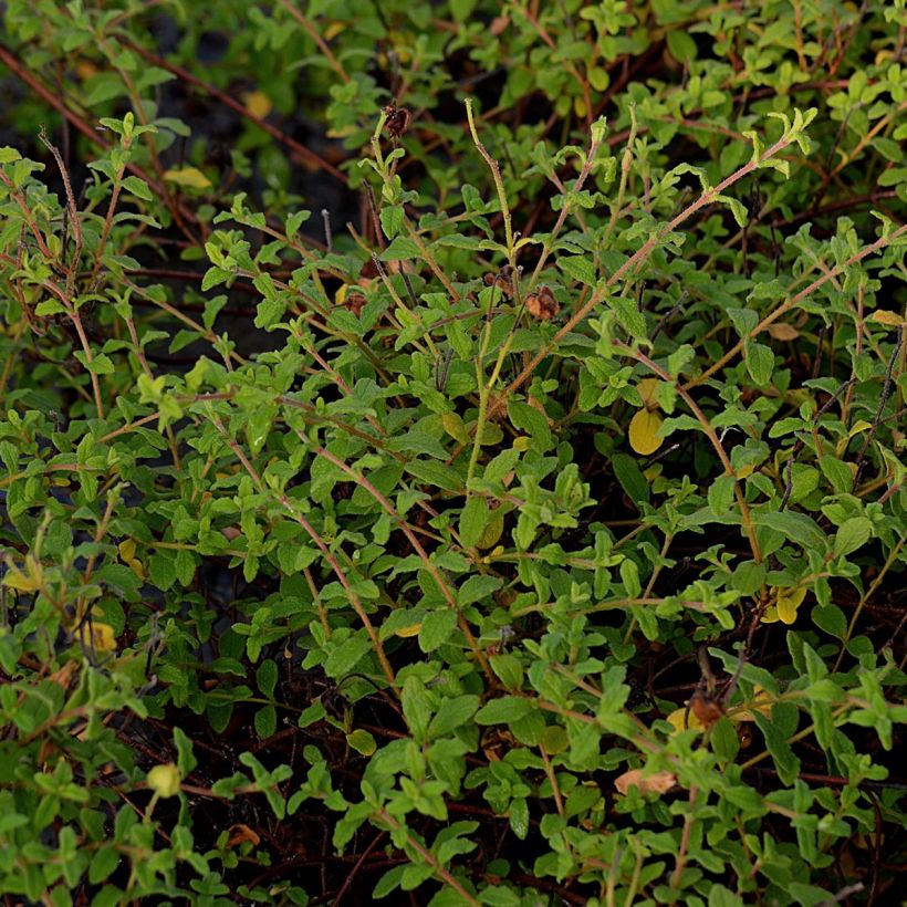 Cistus monspeliensis - Ciste de Montpellier (Feuillage)