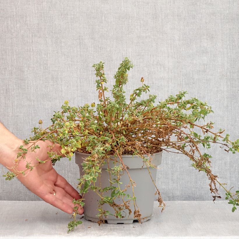 Spécimen de Ciste obtusifolius - Cistus obtusifolius Pot de 2L/3L tel que livré en été