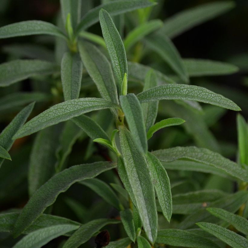 Cistus purpureus - Ciste pourpre (Feuillage)