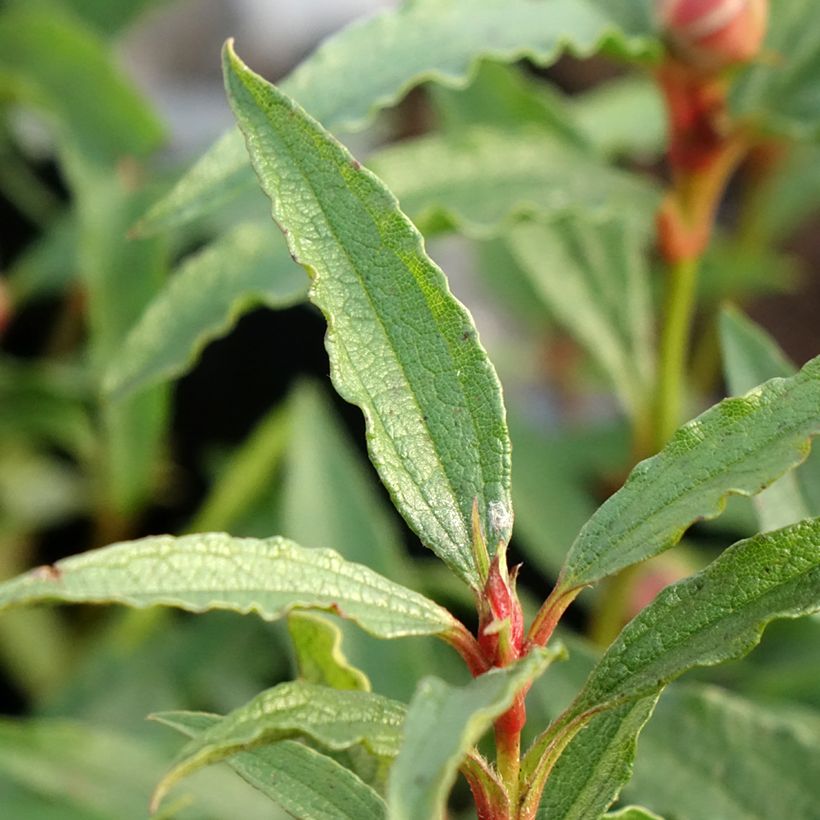 Cistus aguilarii Maculatus - Ciste hybride (Feuillage)