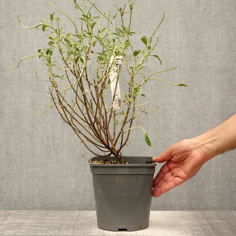 Spécimen de Cistus argenteus Peggy Sammons - Ciste hybride Pot de 2L/3L tel que livré en été