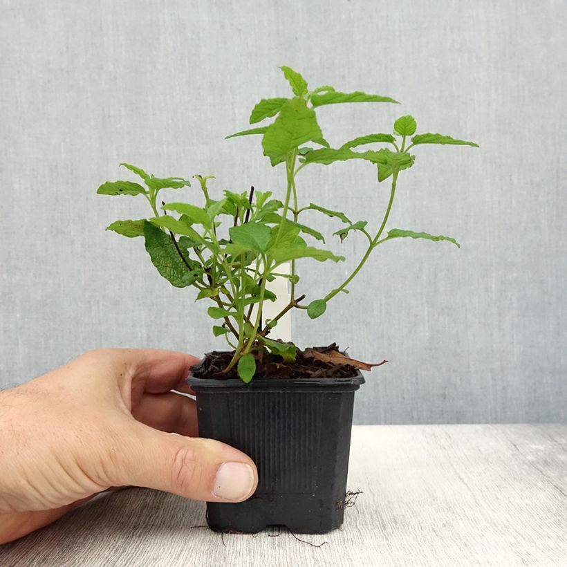 Spécimen de Cistus corbariensis - Ciste des Corbières Godet de 8/9 cm tel que livré en automne