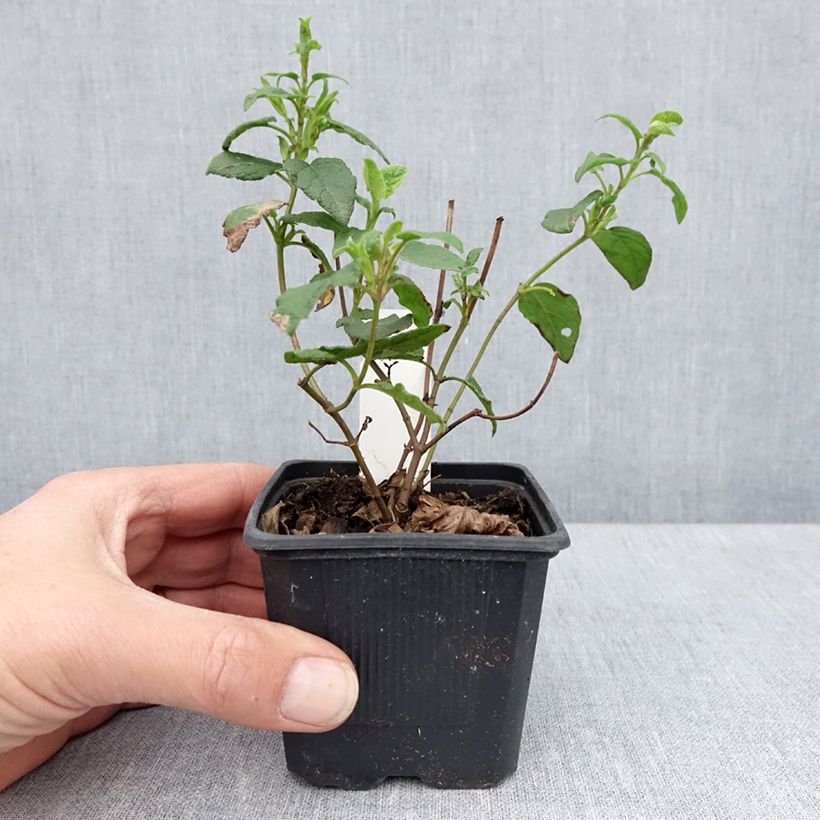 Spécimen de Cistus corbariensis - Ciste des Corbières Godet de 9 cm tel que livré au printemps
