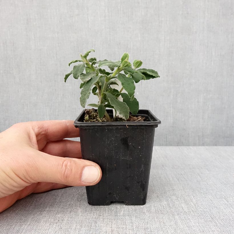 Spécimen de Cistus Grayswood Pink - Ciste hybride Godet de 8/9 cm tel que livré en hiver