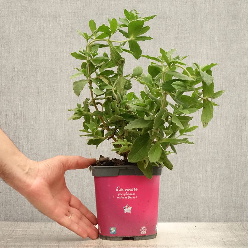 Spécimen de Cistus pulverulentus - Ciste pulvérulent Pot de 2L/3L tel que livré en été