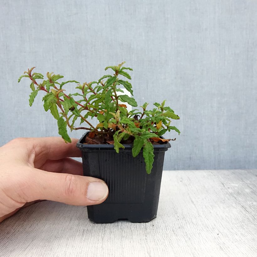 Spécimen de Cistus x florentinus Repens - Ciste - Godet de 8/9 cm tel que livré en automne