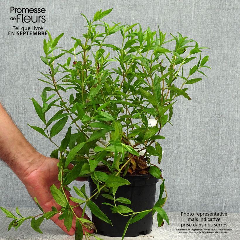 Spécimen de Cistus (x) loretii - Ciste à feuilles étroites Pot de 2L/3L tel que livré en automne