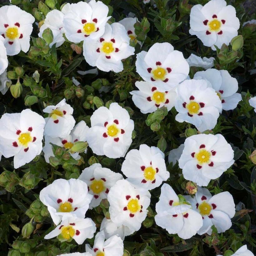 Ciste du Portugal - Cistus x lusitanicus Decumbens (Floraison)