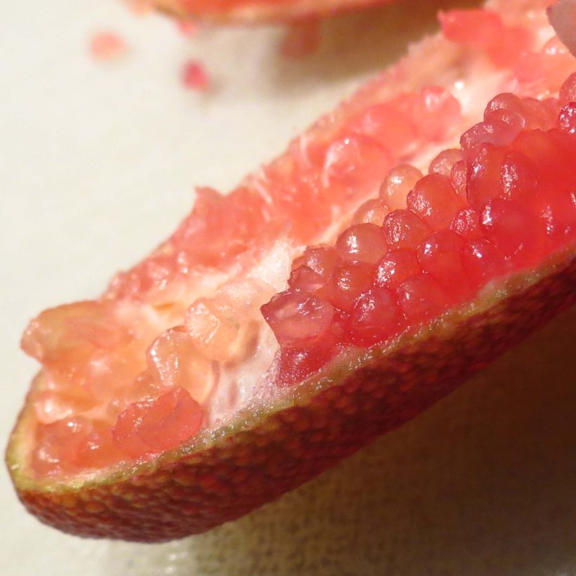 Citron caviar grains rouges Red Crystal - Microcitrus australasica (Récolte)