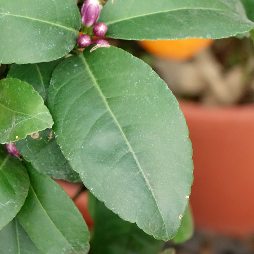 Citron vert Red Lime - Citrus aurantifolia (Feuillage)