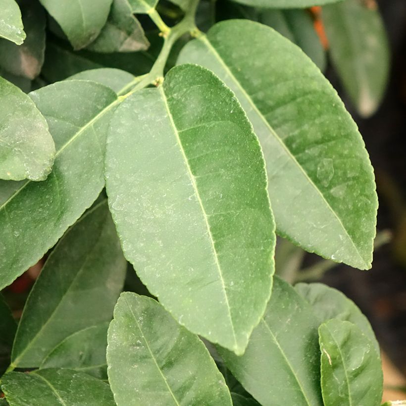 Citron vert Red Lime - Citrus aurantifolia (Feuillage)
