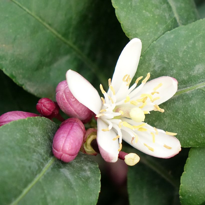 Citronnier - Citrus limon Femminello Carrubaro (Floraison)