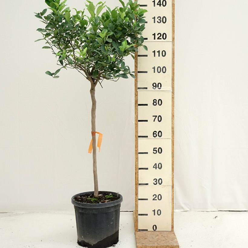 Spécimen de Citronnier doux - Citrus limetta Pursha Pot de 18L/20L, Demi-Tige, Tige de 90 cm 8/10 tel que livré en été