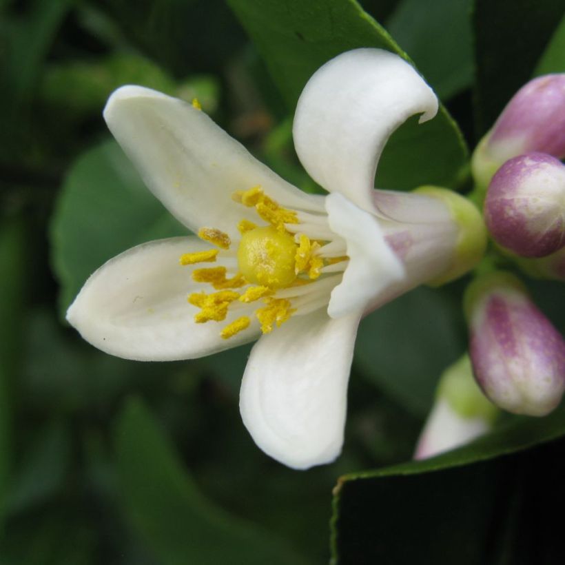 Citronnier Meyer - Citrus x meyeri (Floraison)