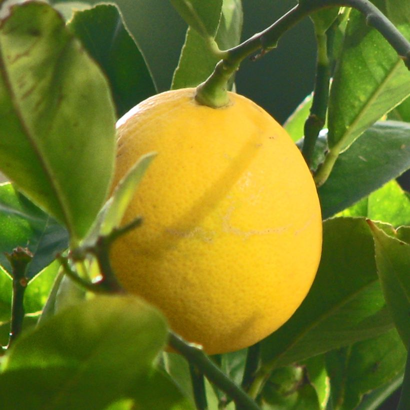 Citronnier Meyer - Citrus x meyeri (Récolte)