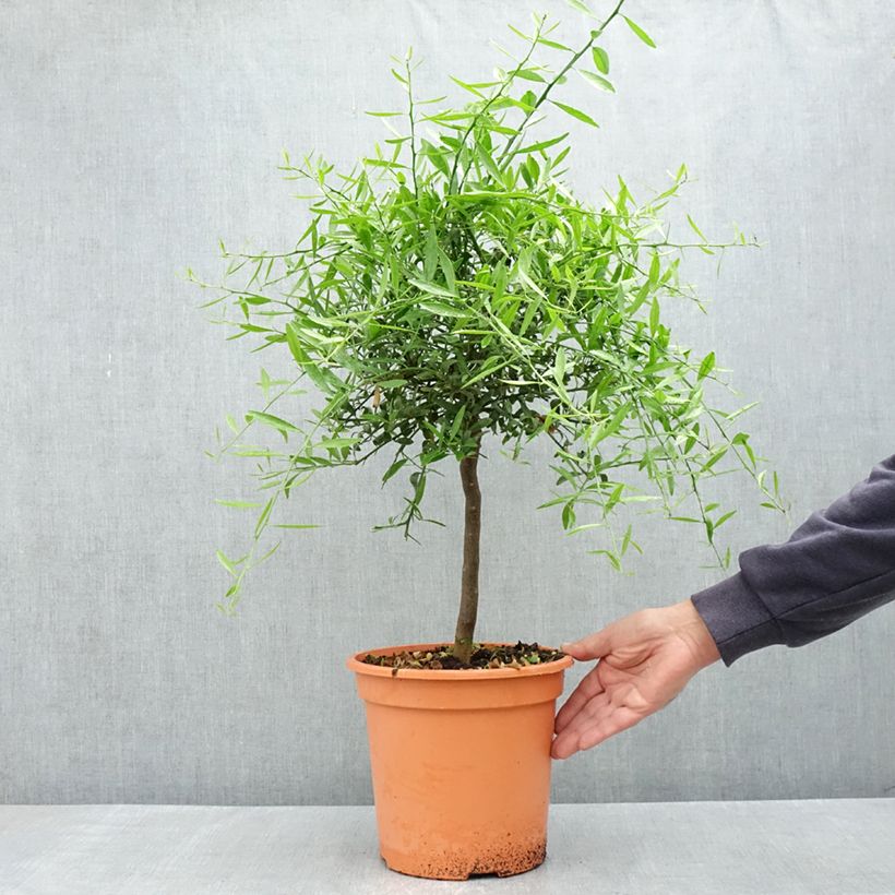 Spécimen de Citrus glauca - Lime du désert Pot de 6L/7L tel que livré au printemps
