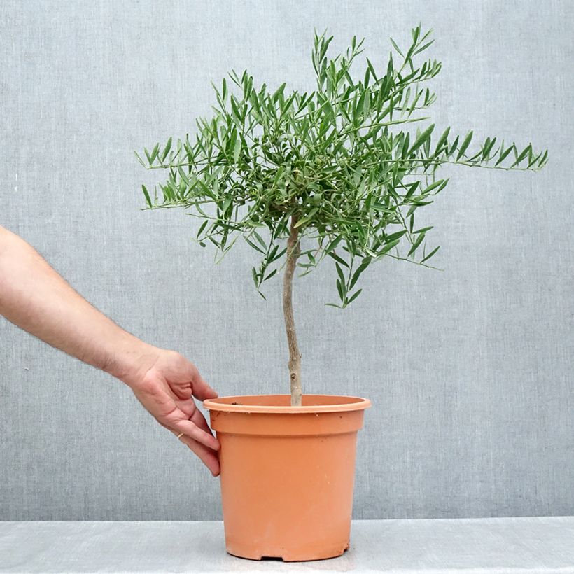 Spécimen de Citrus glauca - Lime du désert Pot de 6L/7L tel que livré en été