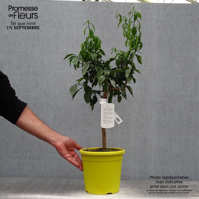 Spécimen de Citrus ichangensis - Ichang Papeda  tel que livré en automne