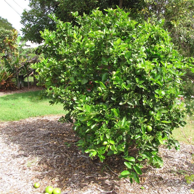 Grand Citron vert - Citrus latifolia  (Port)