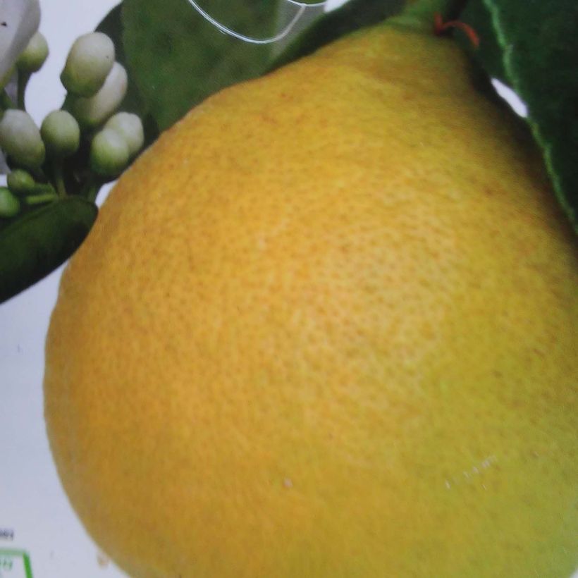 Citronnier - Citrus limon Adamo (Récolte)