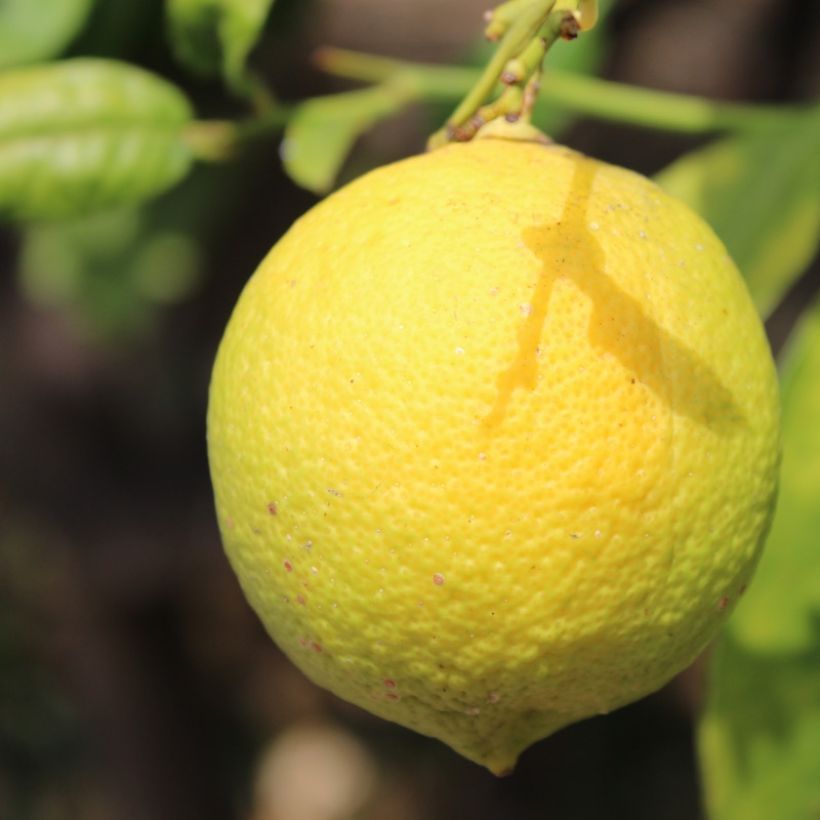 Citronnier - Citrus limon Cerza (Récolte)