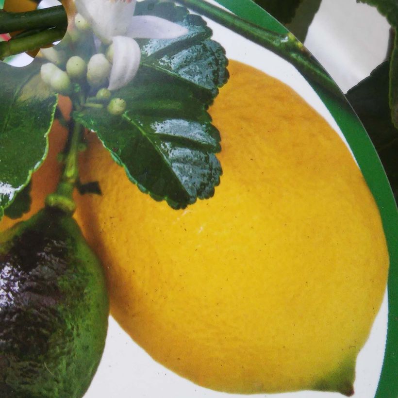 Citronnier - Citrus limon Femminello Carrubaro (Récolte)