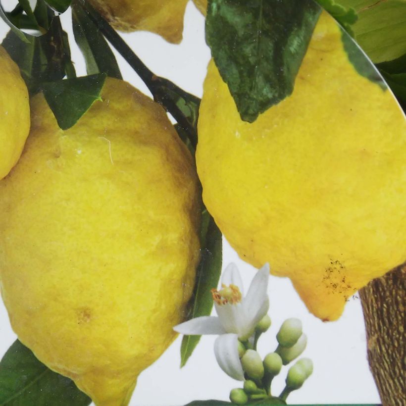 Citronnier - Citrus limon Femminello Incappucciato (Récolte)
