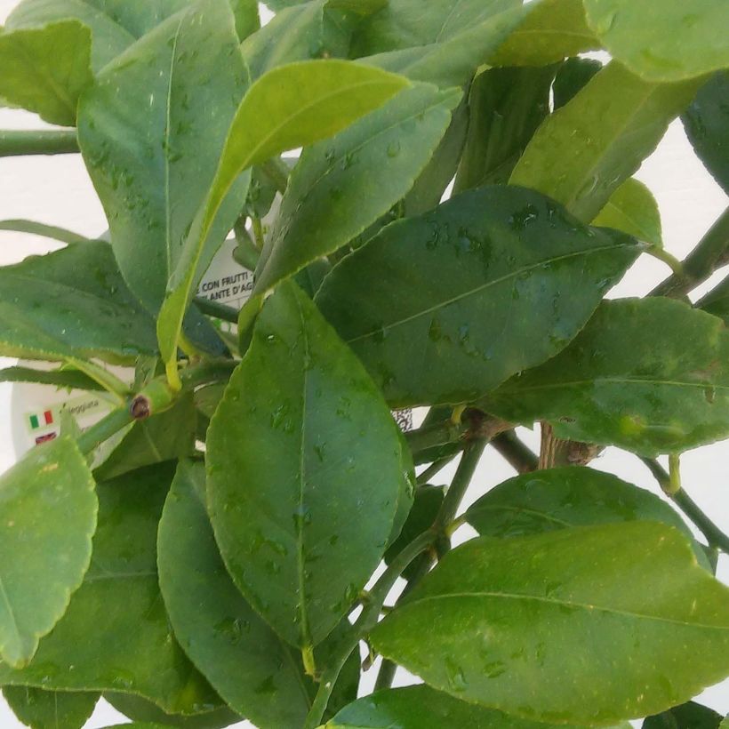 Citronnier de Syracuse - Citrus limon Femminello Siracusano (Feuillage)