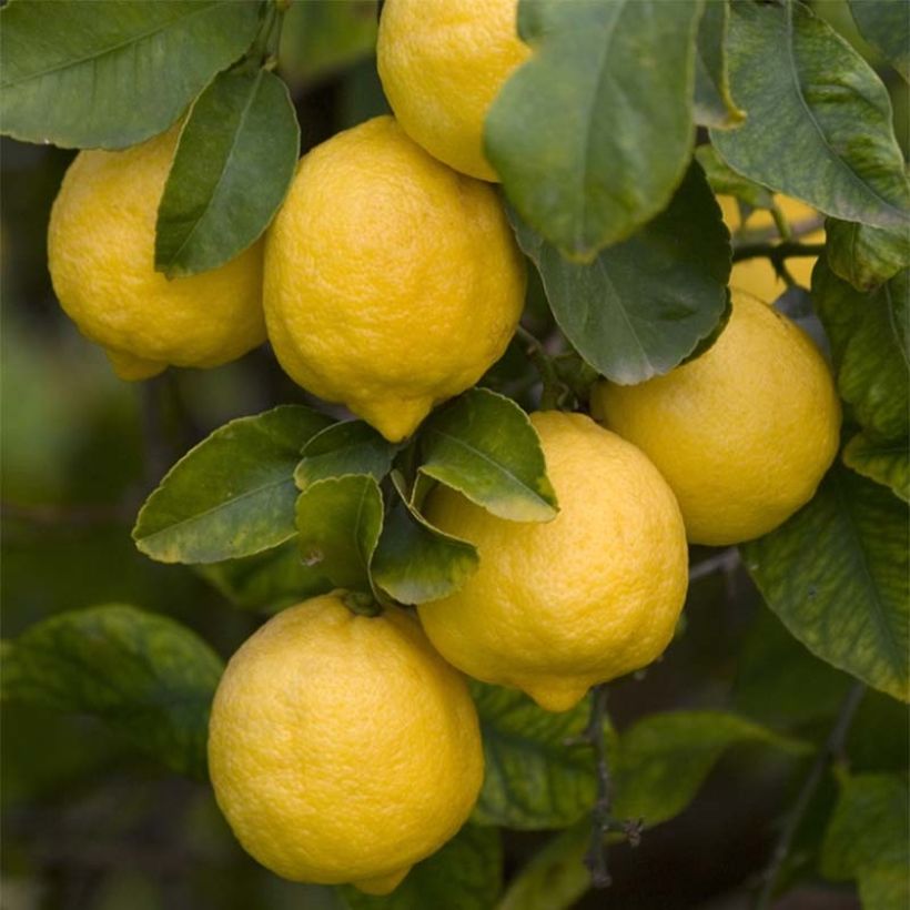 Citronnier de Syracuse - Citrus limon Femminello Siracusano (Récolte)