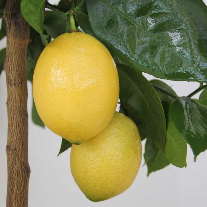 Citronnier - Citrus limon Lemox (Récolte)