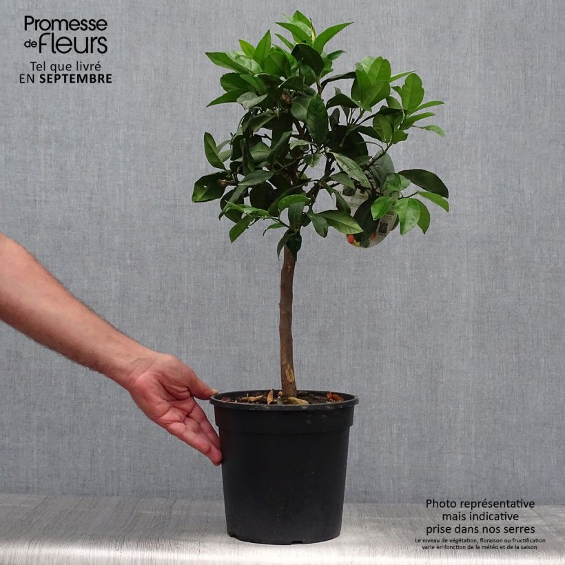 Spécimen de Citrus medica Pigmentata - Cédrat hybride tel que livré en automne