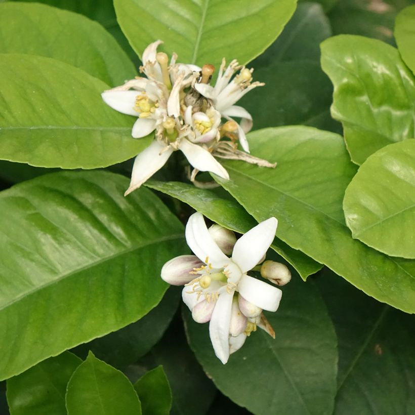 Citrus x Doppio Sanguigno - Hybride de citron Meyer et d'orange sanguine. (Floraison)