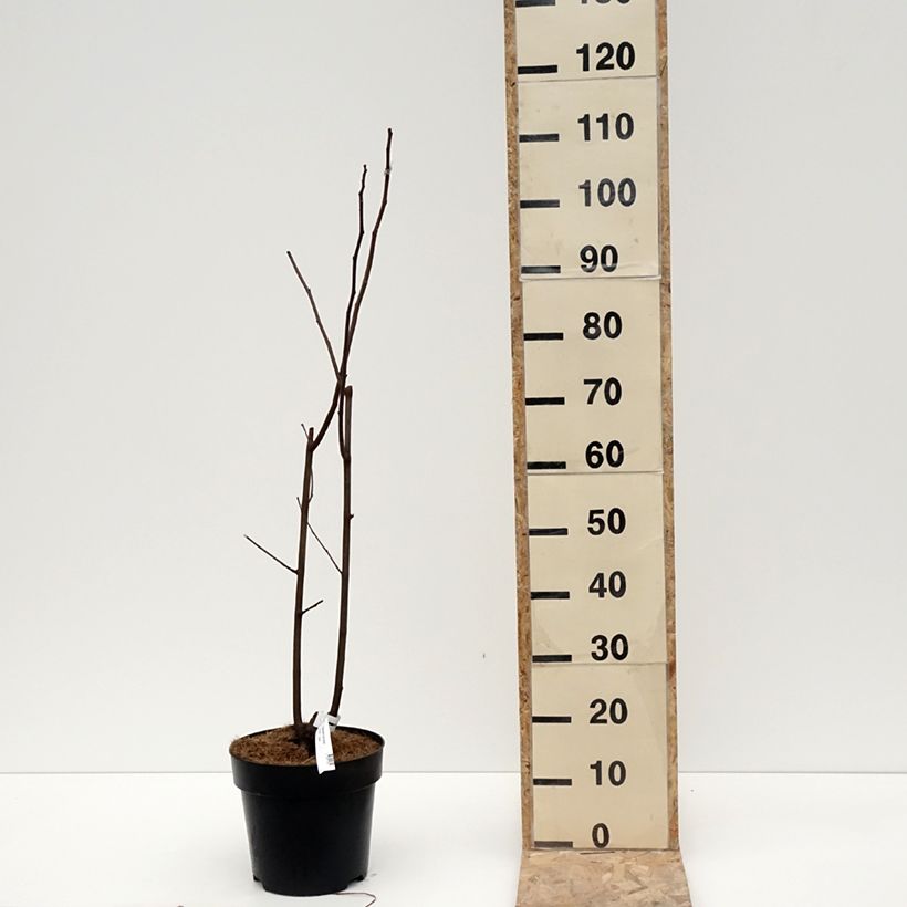 Spécimen de Cladrastis kentukea - Virgilier à bois jaune Pot de 6L/7L tel que livré en hiver