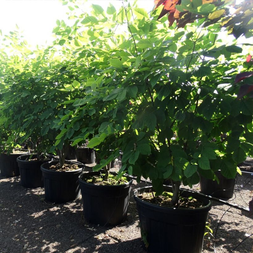 Spécimen de Cladrastis kentukea - Virgilier à bois jaune - Pot de 80L/90L Cépée tel que livré au printemps