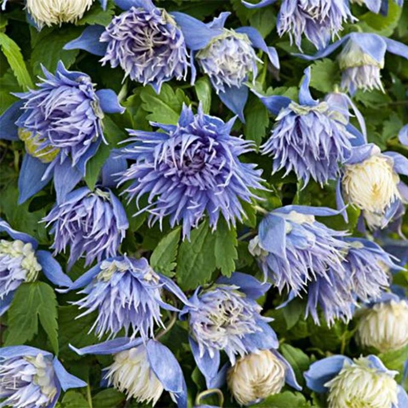 Clématite - Clematis alpina Ocean Pearl   (Floraison)