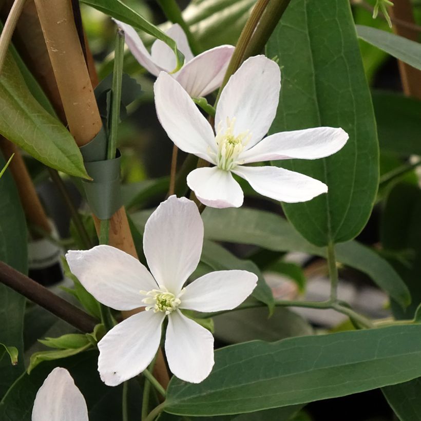 Clematis armandii Apple Blossom - clématite du père Armand (Floraison)