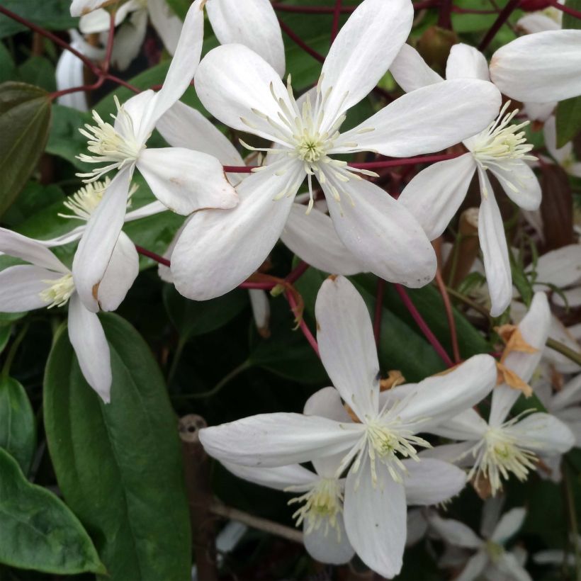 Clématite - Clematis armandii Hendersonii Rubra (Floraison)