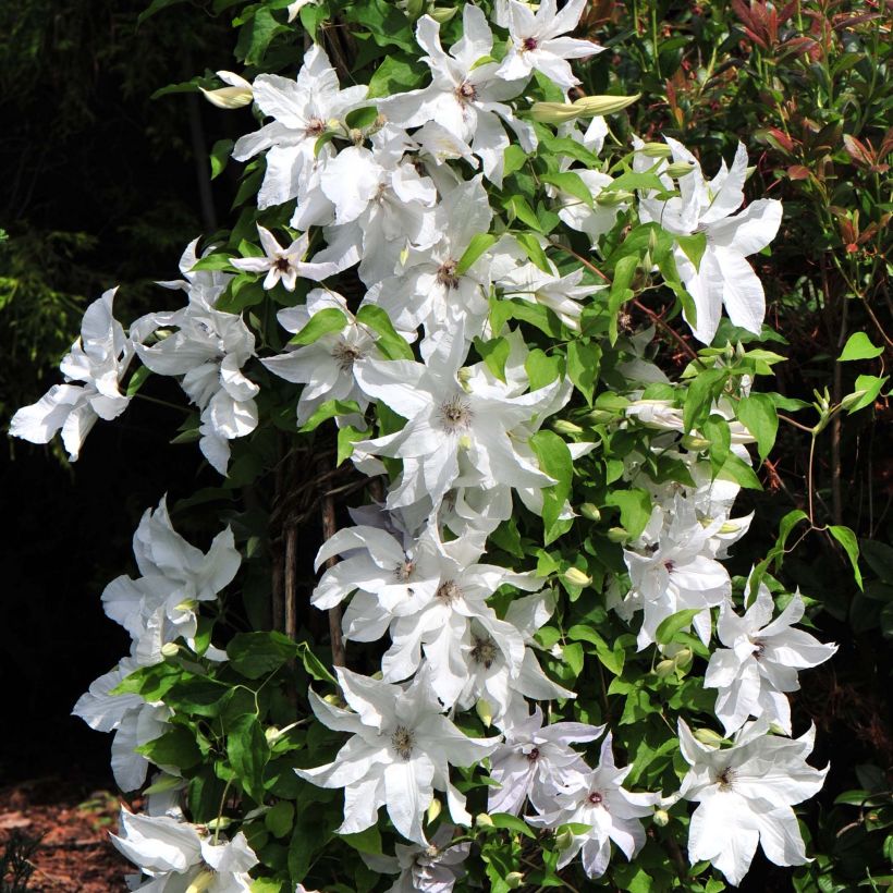 Clématite - Clematis Beautiful Bride (Floraison)