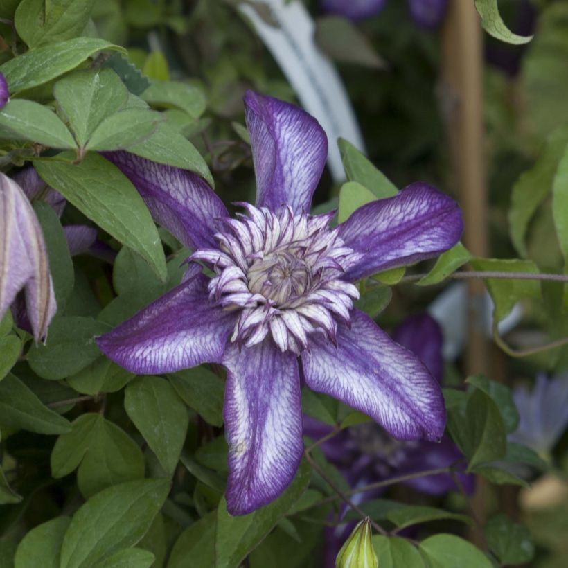 Clématite - Clematis Cassis (Floraison)