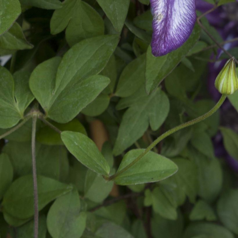 Clématite - Clematis Cassis (Feuillage)