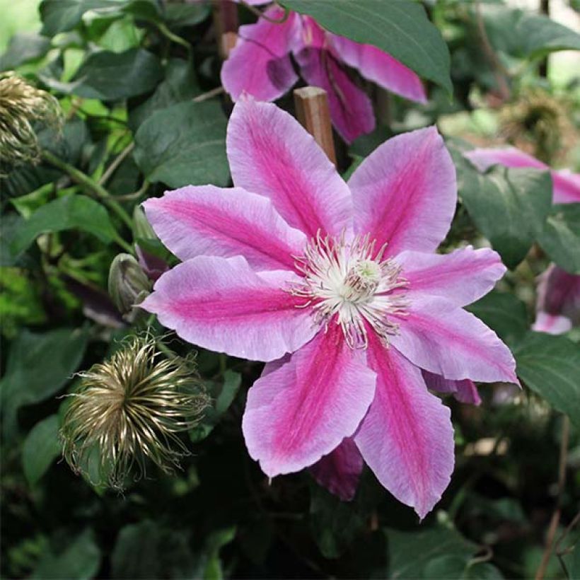 Clématite - Clematis Docteur Ruppel (Floraison)