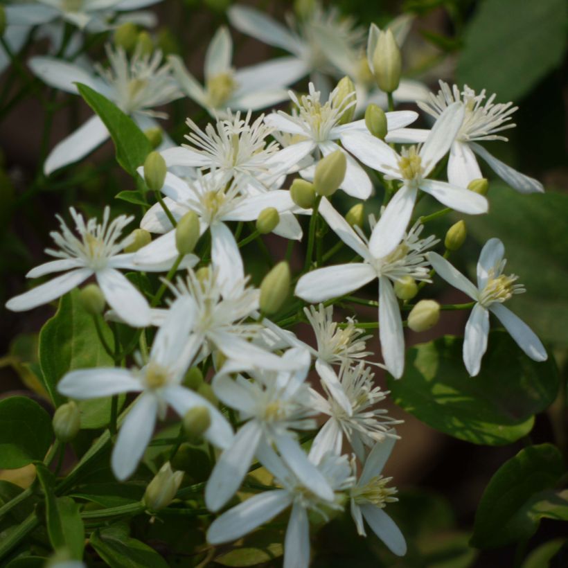 Clématite odorante - Clematis flammula (Floraison)