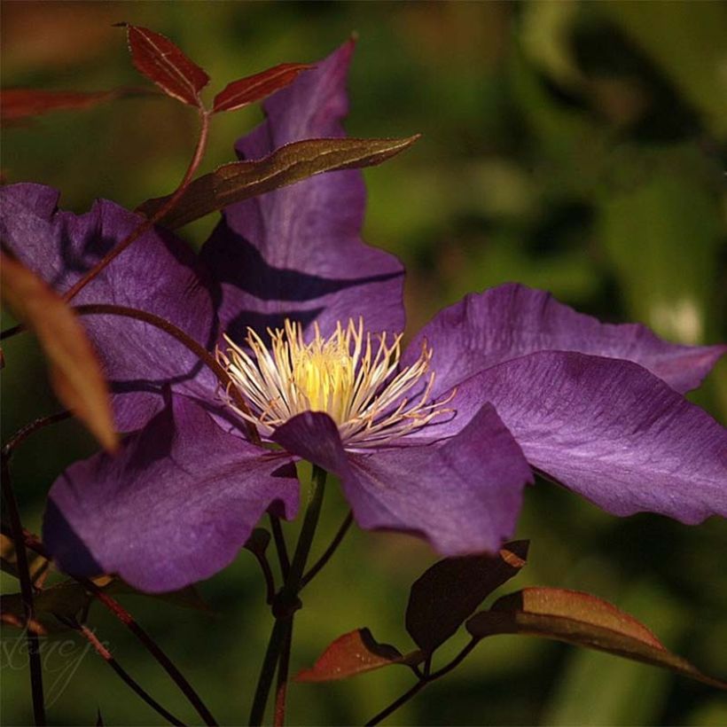 Clématite - Clematis Gipsy Queen (Floraison)