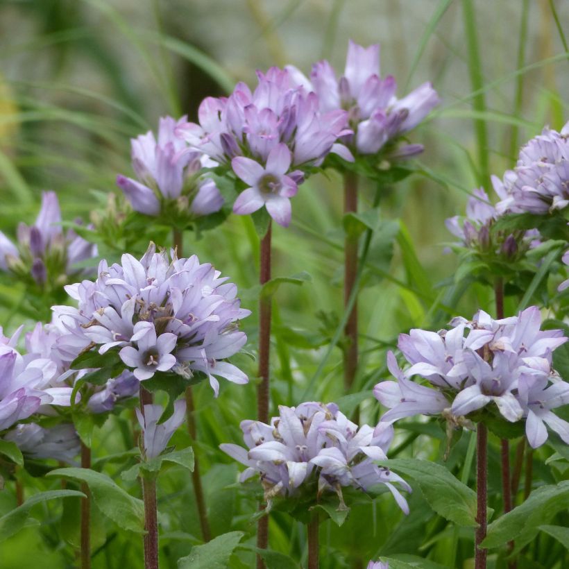 Campanule glomerata Caroline (Floraison)