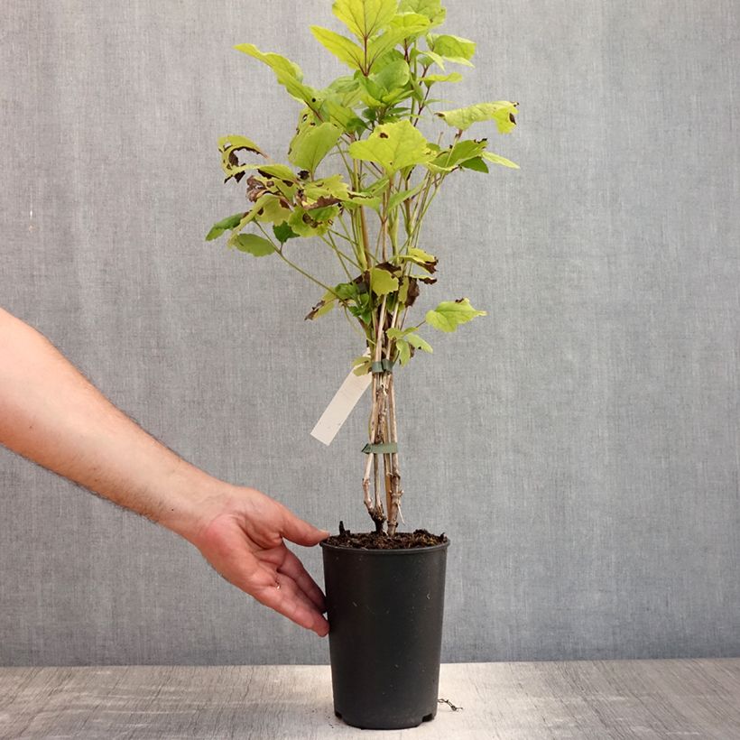 Spécimen de Clematis heracleifolia Côte d'Azur 2/3L Pot de 2L/3L tel que livré en été