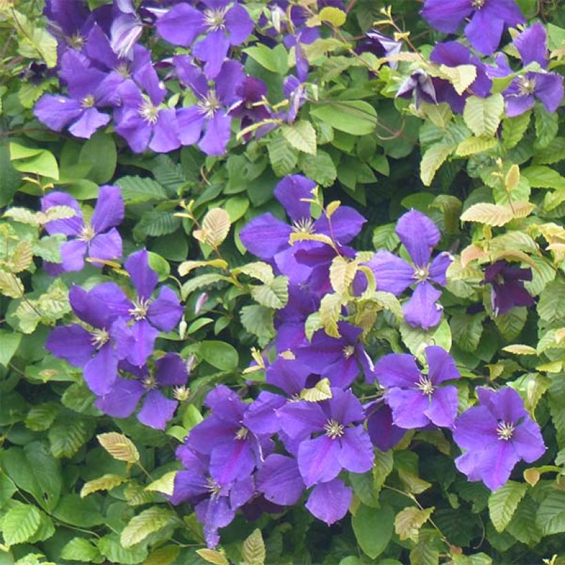 Clématite - Clematis jackmanii   (Floraison)