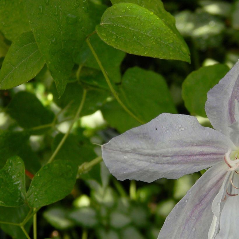 Clématite - Clematis jackmanii Alba (Feuillage)