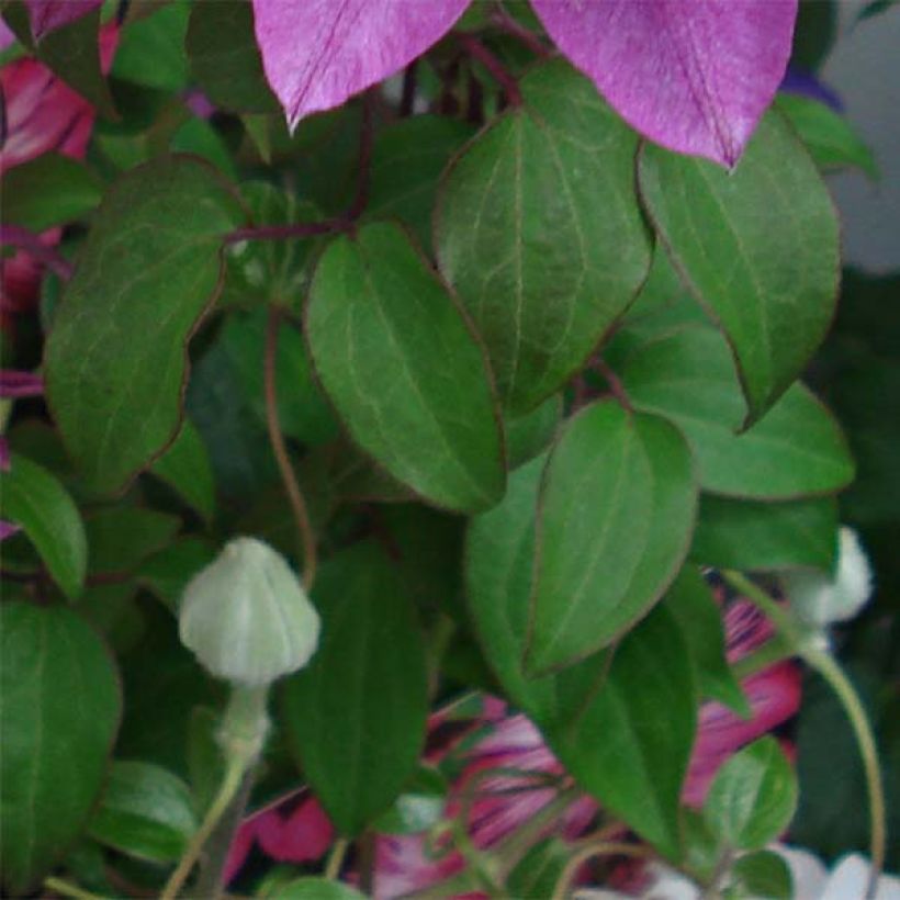 Clématite - Clematis Kaiser  (Feuillage)