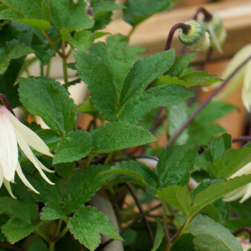 Clématite - Clematis koreana Amber (Feuillage)