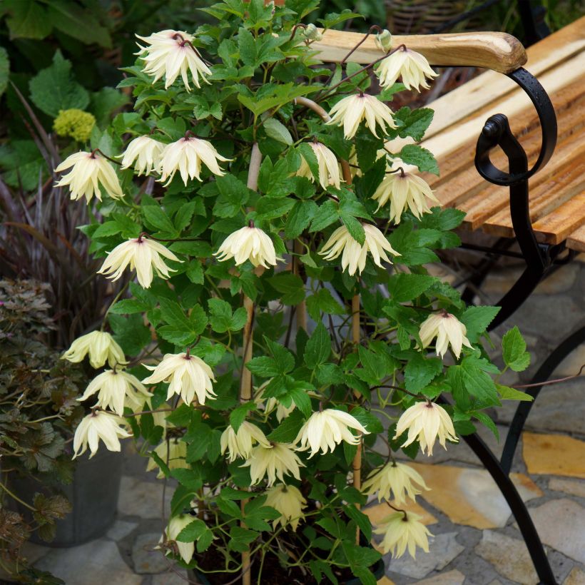 Clématite - Clematis koreana Amber (Port)